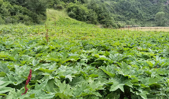 欧博ABG·[中国]官方网站